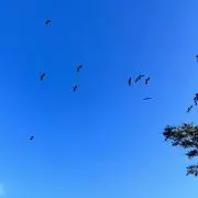 Lの画像