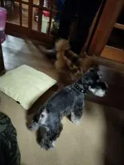 ぽんず