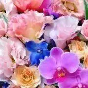 chisaの画像