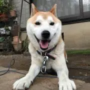 mojoの画像