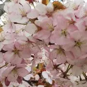 さくらの画像