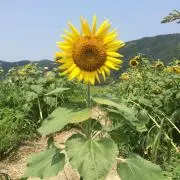 すみよの画像
