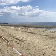 セサミ