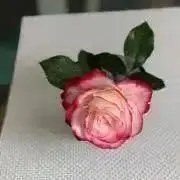 なっちゃんの画像