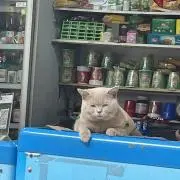 キリちゃん