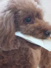 ともむりんの画像