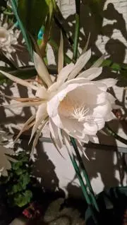 まりの画像