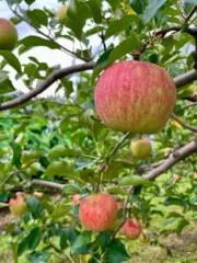 100%apple