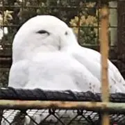 Ｑちゃんの画像