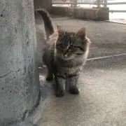 トゥモロー