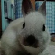 いっちゃんの画像