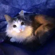 おりの画像