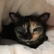 にゃんま