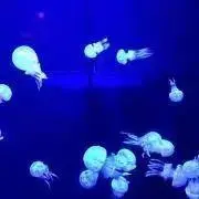 まるの画像