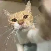 きなこもち【ご購入の際はご連絡下さい☆】の画像