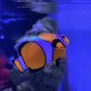 あめゃん ※発送は9/29の画像