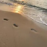 ペロの画像