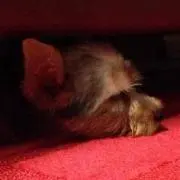 ワルテル