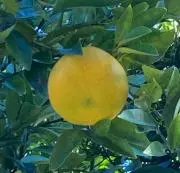 なつみかんの画像
