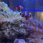 みみの画像