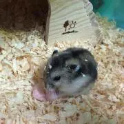 Samの画像