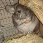 茶々丸の画像