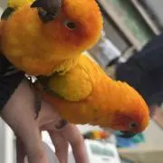 an