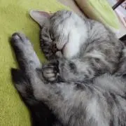 ふじの画像