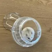 りりり
