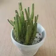 マキアートの画像