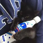 ごとちん