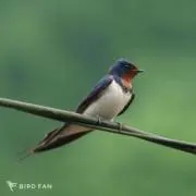 つばめの画像