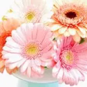 ❁﻿ちぃ❁﻿の画像
