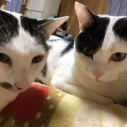 くりまんじゅう。匿名配送のみです。の画像