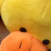 あひるの画像