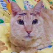 しろ