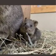 ひとみ