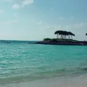 わんこ