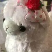 ぴーこの画像
