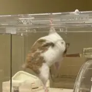 はむきちの画像