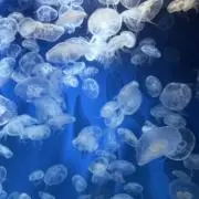 Harusunの画像