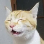 スナネコの画像