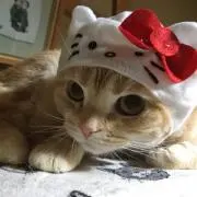 ココの画像