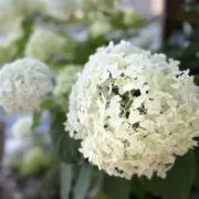 mの画像