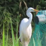 Tの画像