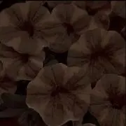 りの画像