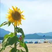 Yの画像
