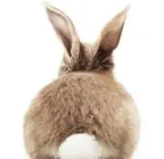 うさぎの画像