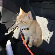 小鉄の画像