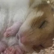 ポテトの画像
